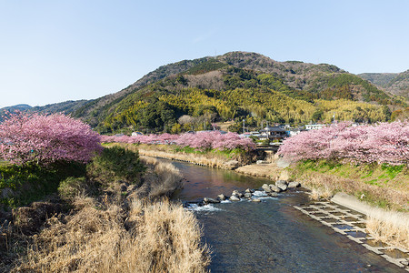 赏花有约日本城市有樱树背景