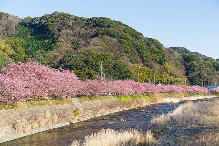 樱树阳光农村场景池塘植物景观公园城市季节天空高清图片