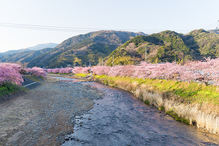 樱桃树山日本神奈川县高清图片