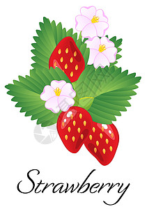 红托竹荪成熟多汁的红草莓与叶子和花朵隔绝 韦克托甜点水果种子浆果养分食物果味宏观插画