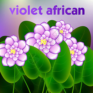 紫罗兰永恒花园与非洲紫罗兰花开花早午餐的春天背景 韦克托生长花园紫色杂交种植物叶子宏观花束中提琴植物学设计图片