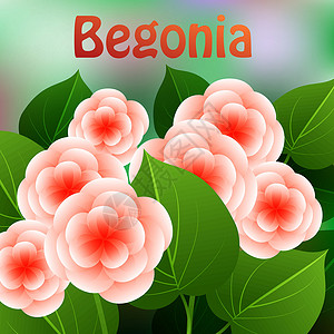 美丽的春季花朵 Begonia 卡片或您设计的文本空间 矢量背景图片