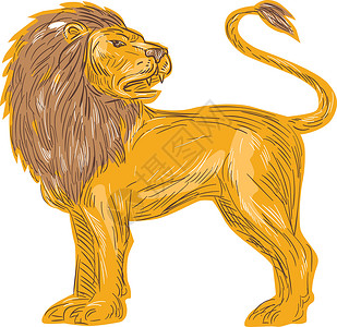 手绘狮子愤怒的狮子大猫咆哮绘图设计图片