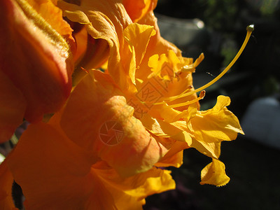 阳光明媚的花朵花瓣黄色温暖太阳背景图片