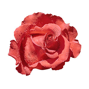 红玫瑰过绿花瓣花头水滴玫瑰花瓣植物群花序玫瑰环境花期繁荣背景图片