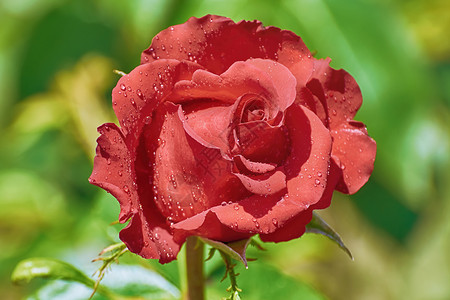 红玫瑰过绿花头花序花瓣花期植物植物群玫瑰红色水滴繁荣背景图片