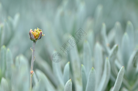 银树中的花朵温室温度旅行花园地标植物灰色叶子背景图片