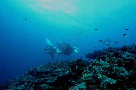 珊瑚蝠鲼雄伟海底高清图片