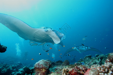 珊瑚蝠鲼美丽的雄伟高清图片