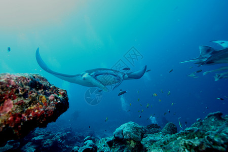 珊瑚蝠鲼美丽盐水高清图片