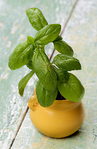新鲜绿色巴西水滴纹理叶子食物菜园植物蔬菜花盆健康饮食草本植物背景图片