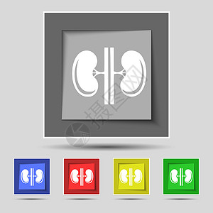 命脉肾脏图标标志在原始的五个彩色按钮上 韦克托生物学插图泌尿科输尿管解剖学组织药品静脉福利运动插画