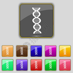 彩色个性图标脱氧核糖核酸图标符号 设置为您网站的11个彩色按钮 矢量生活生物密码克隆夹子螺旋技术生物学教育身体设计图片