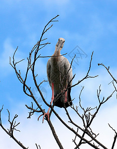 树枝上嵌入的草原图像成人账单主教环境天空吉祥物动物荒野翅膀白鹳背景图片