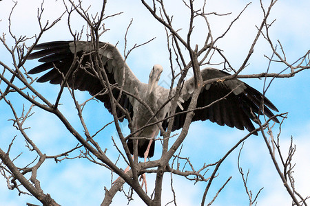 树枝上嵌入的草原图像白鹳成人鸟类羽毛环境天空野生动物翅膀姿势动物背景图片