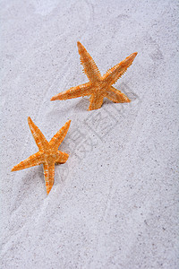 沙子背景中的橙色海星灰色风景石头场景热带婚礼星星海滩旅行背景图片
