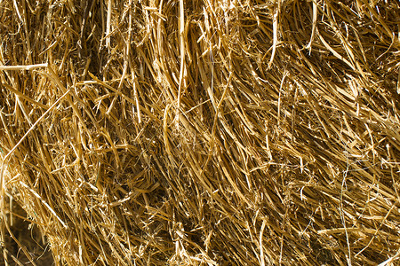 马的稻草猫砂黄色场地农业干草食物农场收成家畜背景图片