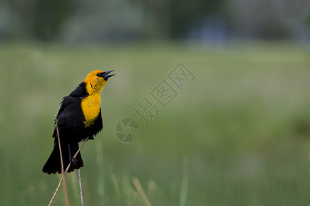 黄头黑鸟在繁衍羽毛的繁殖中歌唱背景图片