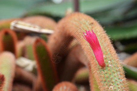 鼠尾仙人掌植物学肉质的高清图片