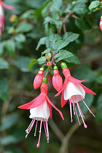 粉粉芭蕾花花粉色演员紫色舞蹈花园卷曲白色花瓣背景图片