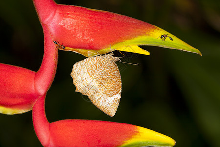 火烈鸟舌蜗牛蝴蝶长片是棕色的河鳟植物群宏观橡木晴天昆虫翅膀野生动物生物学场地背景