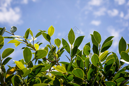 绿叶和蓝天空天空宏观树木环境绿色植物墙纸生长晴天植物群背景图片