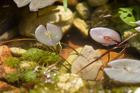鱼池中的莲叶叶背景图片
