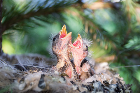 巢中的小鸡稻草雏鸟救命漏洞动物野生动物背景图片