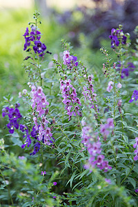 紫花花绿色热带花园植物群背景图片