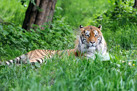 底格里斯亚穆虎哺乳动物野猫栖息地毛皮丛林危险动物侵略捕食者主题背景