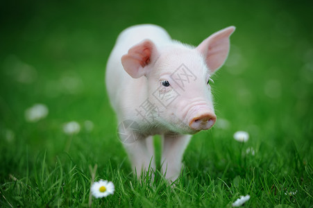 小猪猪哺乳动物生活农业场地公猪好奇心耳朵婴儿农场宠物背景图片