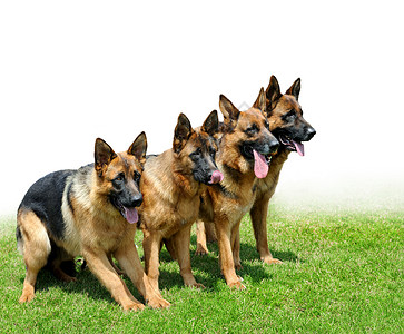 德国短毛指示犬舌头毛茸茸的高清图片