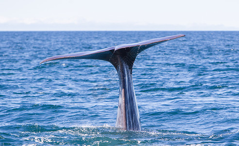 韦斯特拉伦尾部的Sperm鲸鱼潜水野生动物飞溅捕鲸山脉水滴鲸蜡动物海洋尾巴海洋生物背景