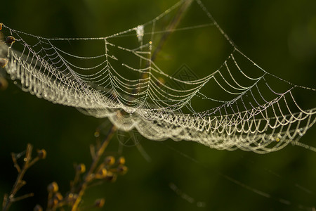 森林中的蜘蛛网摇动背景图片