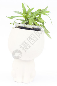 白色背景隔离的锅中的绿色植物花盆绿色塑料园艺盆栽生长植物学植物设计叶子背景图片