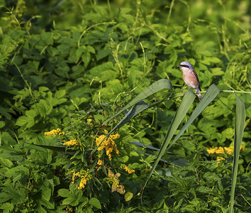 红背的呼雷声 拉尼乌斯科卢里奥 鸟鸟类野生动物翅膀动物群棕色生物学红色荒野动物森林背景图片