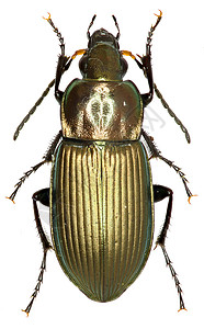 西弗勒斯白色背景上的甲虫波亚西卢斯(林瑙斯 1758年)背景