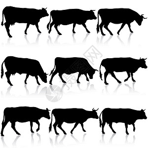 牛的集合黑色剪影 矢量图农场手臂乳牛哺乳动物牛肉家畜牛奶收藏动物插图插画