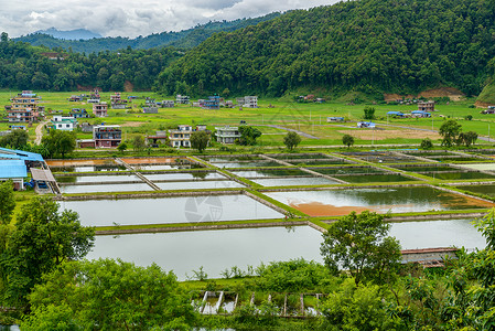 尼泊尔养鱼业背景