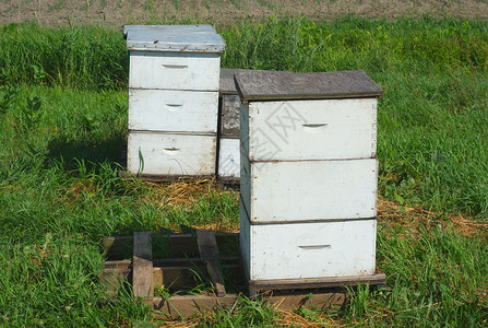 在农场用于授粉或蜂蜜生产的草地上的白蜂上高清图片