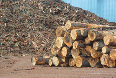 伐木场素材背景锯木厂后院原木 背景有木屑背景