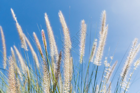 蓝色天空背景下的科贡草半岛热带草丛生长公园羽毛美女动物群植物群圆柱体背景图片