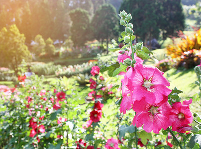 夏季公园中花朵花棚的鲜花多彩背景