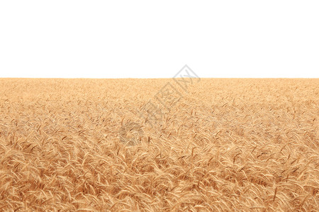 外地生长食物国家耳朵谷物农业晴天粮食农场稻草背景图片