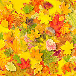 秋季背景横幅团体太阳叶子橡木橙子墙纸学校季节紫色背景图片