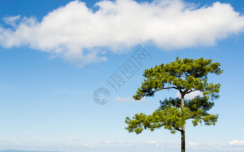 与天空相伴的孤单树生活环境绿色背景图片