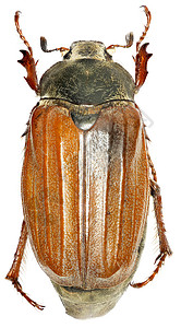 白色背景上的欧洲公鸡肉酱林瑙斯 1758年鞘翅目害虫宏观季节漏洞野生动物标本昆虫触角棕色背景图片