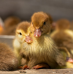 鸭动物红花棕色家庭水禽黄色毛皮小鸭子鸟类野生动物背景图片