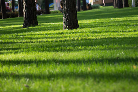 城市公园绿草上的阳光光条背景图片