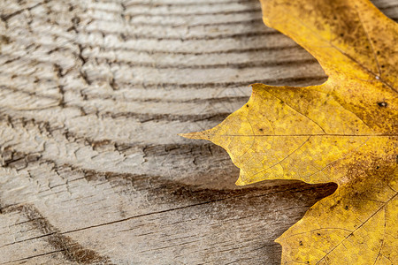 木本底的秋叶棕色黄色木头叶子树叶背景图片
